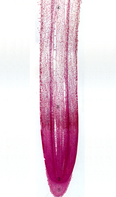 ���׸������У�20����