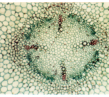 �϶��׸����У�ʾ������400������������ ��ľ�ʲ� ����Ƥ��