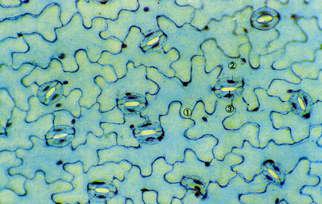 �϶�Ҷ�±�ƤװƬ��ʾ���ף�100�������±�Ƥϸ�� �ڱ���ϸ�� ������