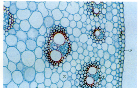 ����Ҷֲ�ﾥ���У����ף�200�����ٱ�Ƥ ����Ƥ�� ��ľ�ʲ� �ܱ���ϸ��