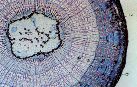 ľ��˫��Ҷֲ�ﾥ���У��ľ��40���� �ٱ�Ƥ �ں����֯ ��Ƥ�� ����Ƥ�� ���β�� ľ�ʲ��� ��